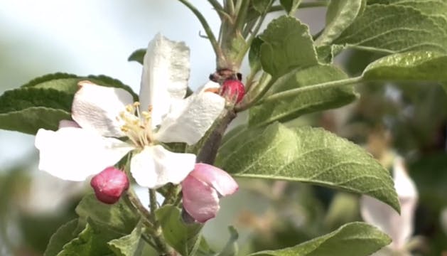 The Art of Painting Apple Blossoms