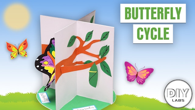 Butterfly Cycle